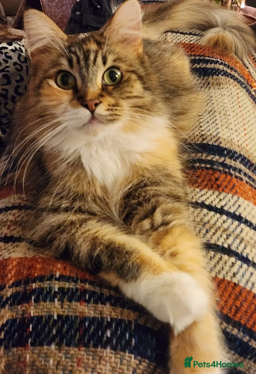 Maine Coon cats for sale: Genuine Maine Coons ready April - Advert 2