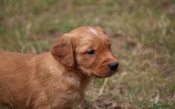 Golden Retriever dogs for sale: Dark Red Kc Registered Golden Retriever Puppies - Image 20