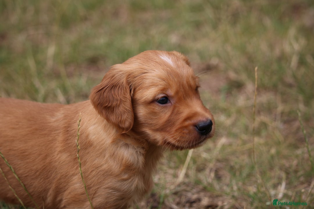 Golden Retriever dogs for sale: Dark Red Kc Registered Golden Retriever Puppies - Image 20