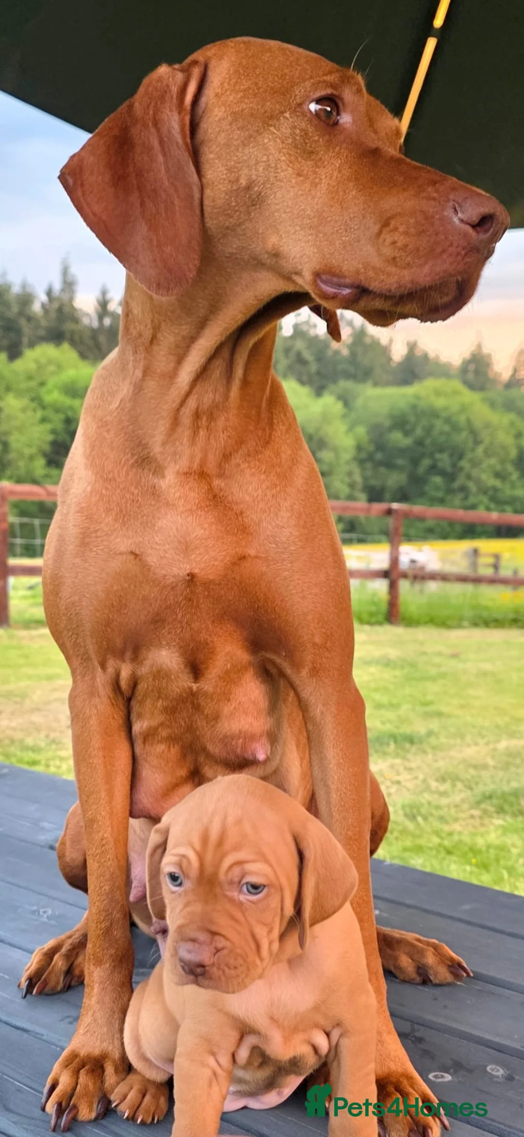 Hungarian Vizsla dogs for sale: Stunning KC Registered Hungarian Vizslas - Advert 2