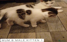 Domestic Shorthair cats for sale: 1 YO Male Free & 2x Male Kittens Available. - Image 15