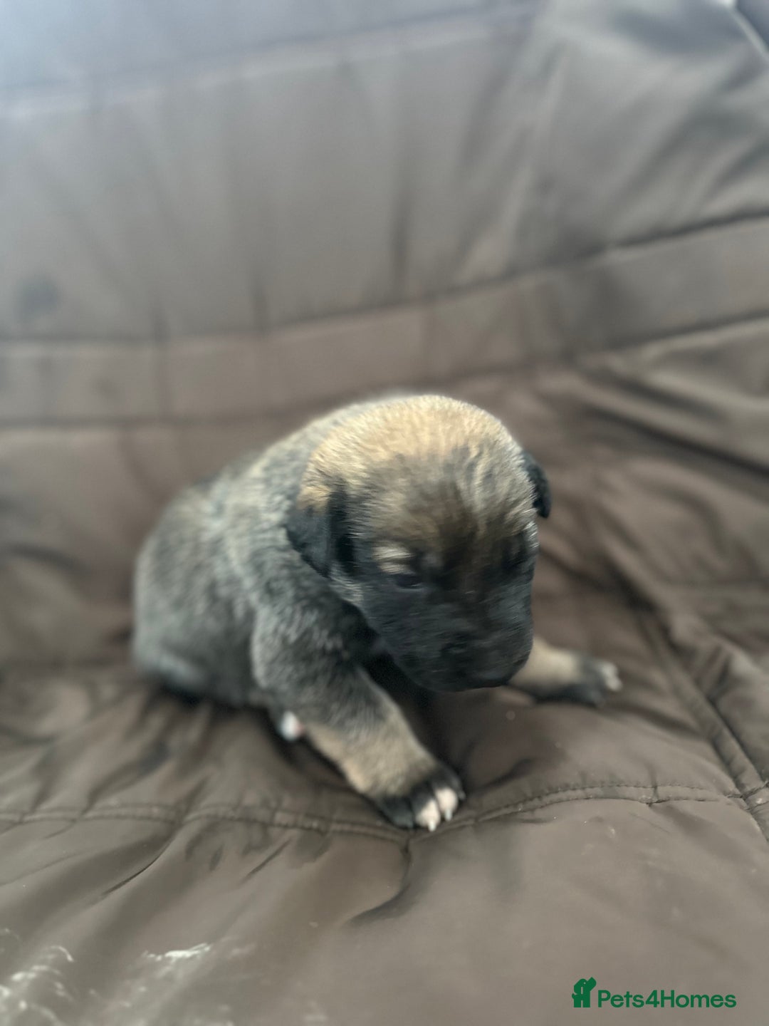 Mixed Breed dogs for sale: Dutch Herder Puppies  - Advert 23