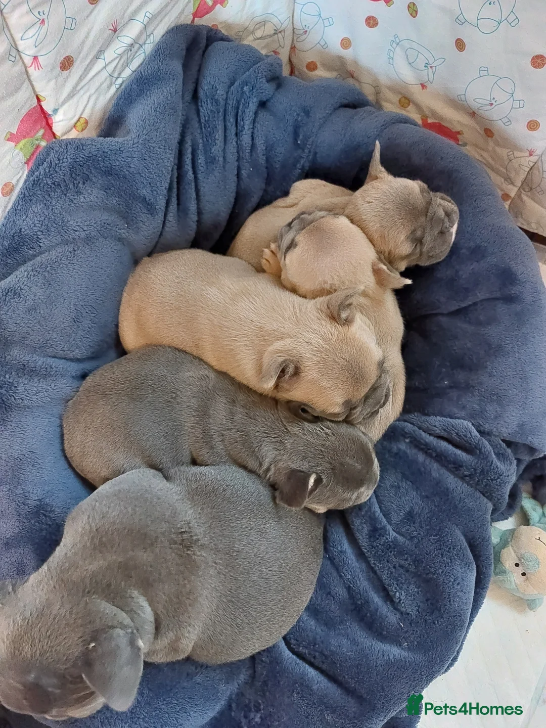 French Bulldog dogs for stud: kc French Bulldog Stud - Advert 20