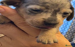 Miniature Dachshund dogs for sale: Six beautiful miniature Dachshunds - Image 10