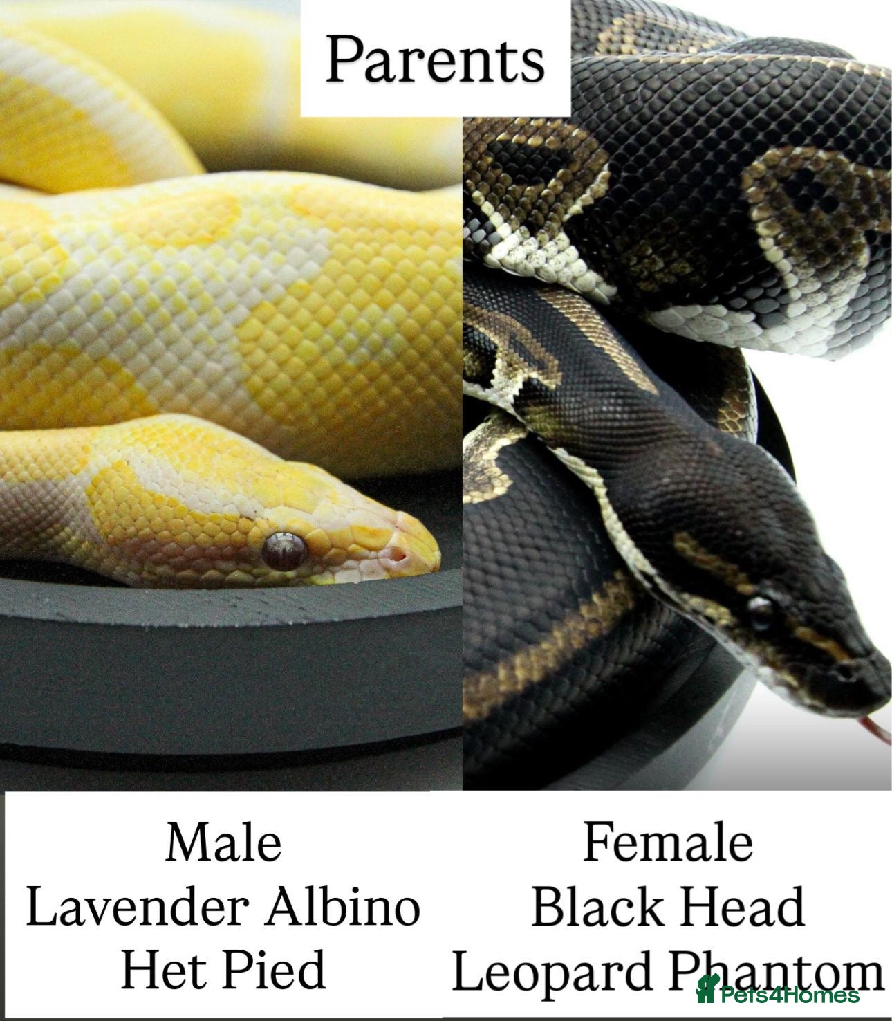 Python Snake reptiles Baby royal pythons - Advert 2