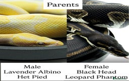 Python Snake reptiles for sale: Baby royal pythons - Advert 1