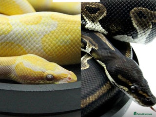Python Snake reptiles for sale: Baby royal pythons - Advert 1