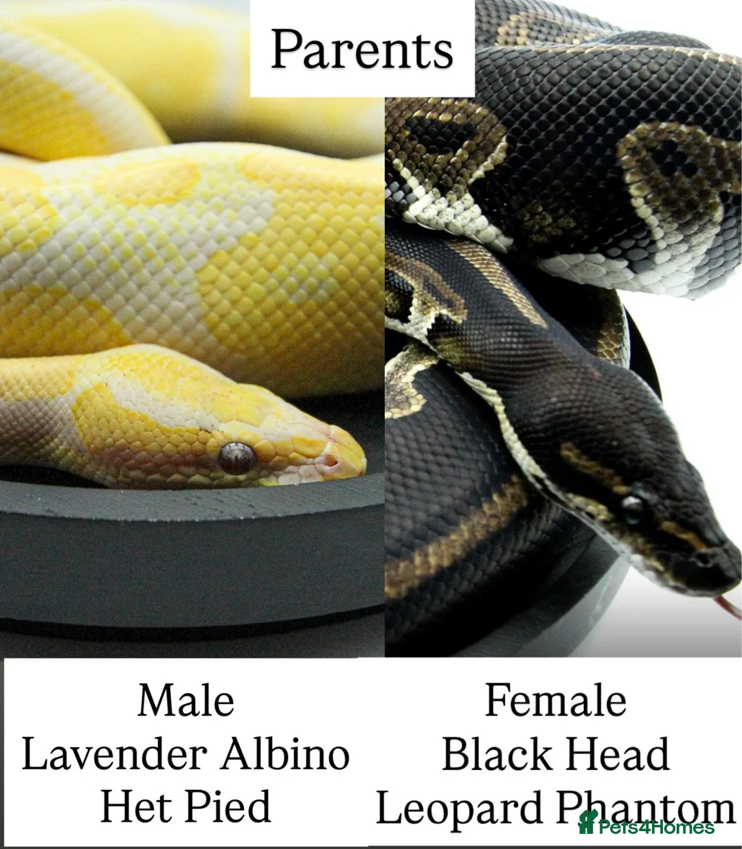 Python Snake reptiles for sale: Baby royal pythons - Advert 1