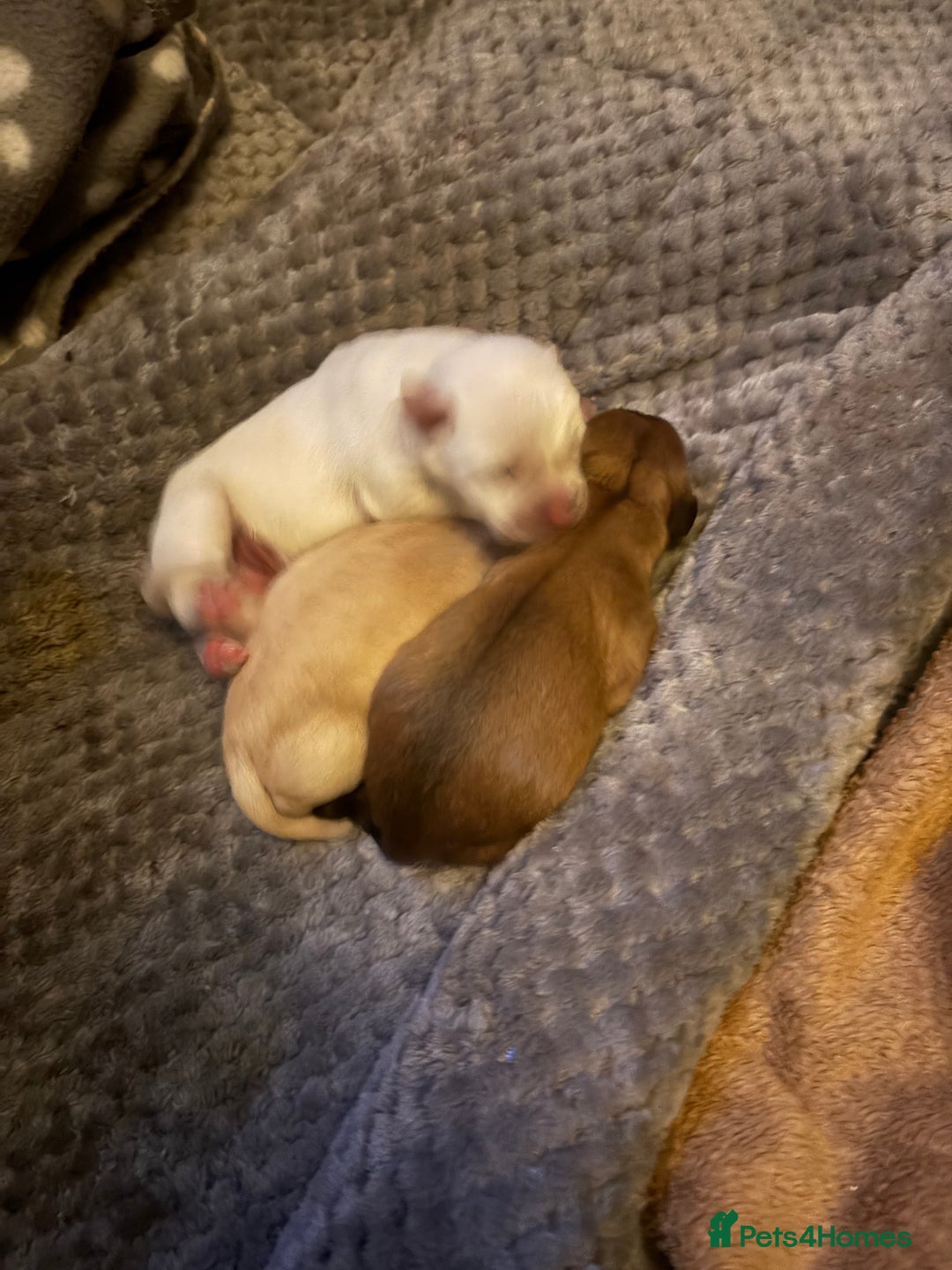 Chihuahua dogs for stud: Friendly Chihuahua for Stud - Advert 5