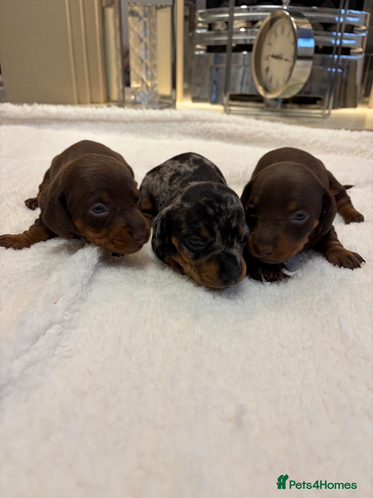 Miniature Dachshund dogs Rainbow minture dacshund babies  - Advert 13