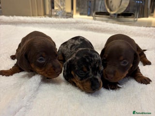 Miniature Dachshund dogs Rainbow minture dacshund babies - Advert 11