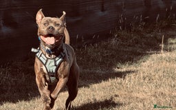 Staffordshire Bull Terrier dogs for sale:  Staffy - Image 2
