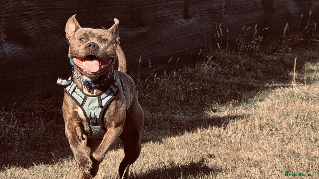 Staffordshire Bull Terrier dogs for sale:  Staffy - Image 2