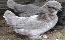 Chickens poultry for sale: Araucana TRIO, 1 black cock, 2 blue POL pullets - Image 1