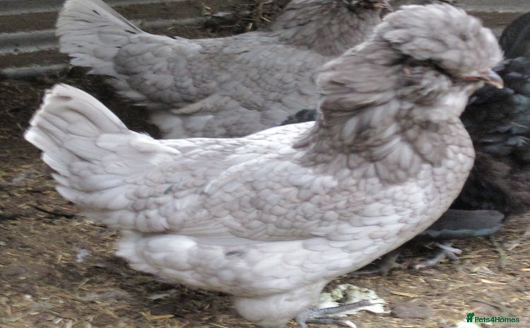 Chickens poultry - Advert 1
