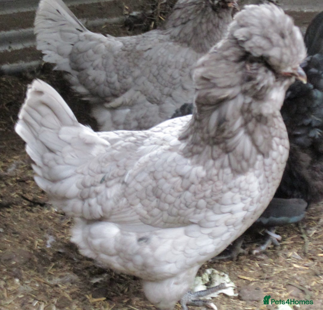 Chickens poultry for sale: Araucana TRIO, 1 black cock, 2 blue POL pullets - Image 1