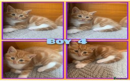 Mixed Breed cats for sale: 5 cute kittens for sale  - Image 4