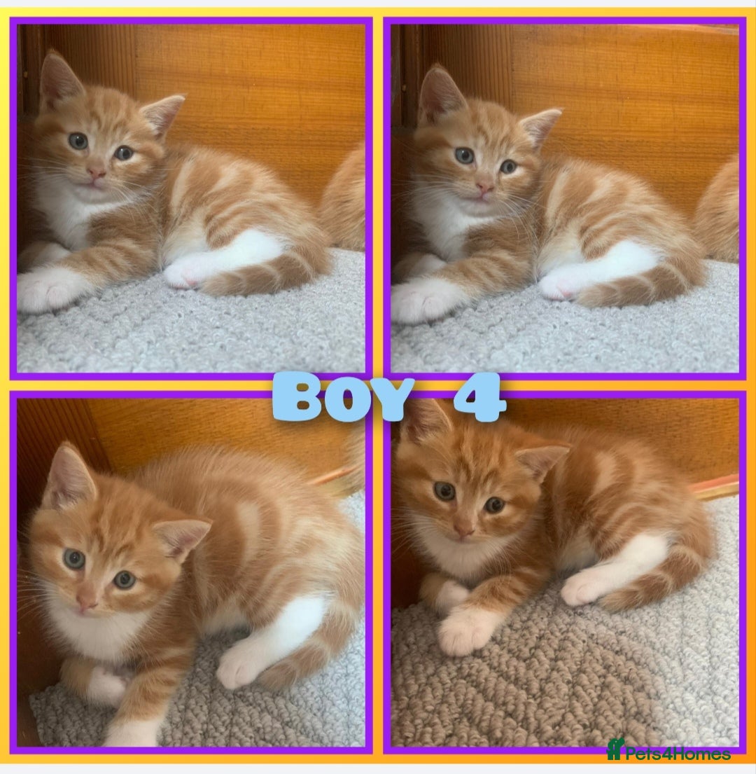 Mixed Breed cats for sale: 5 cute kittens for sale  - Image 4