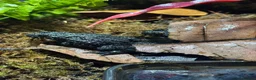 Frog reptiles for sale: Fire bellied frogs plus setup  in Leicester - Advert 2