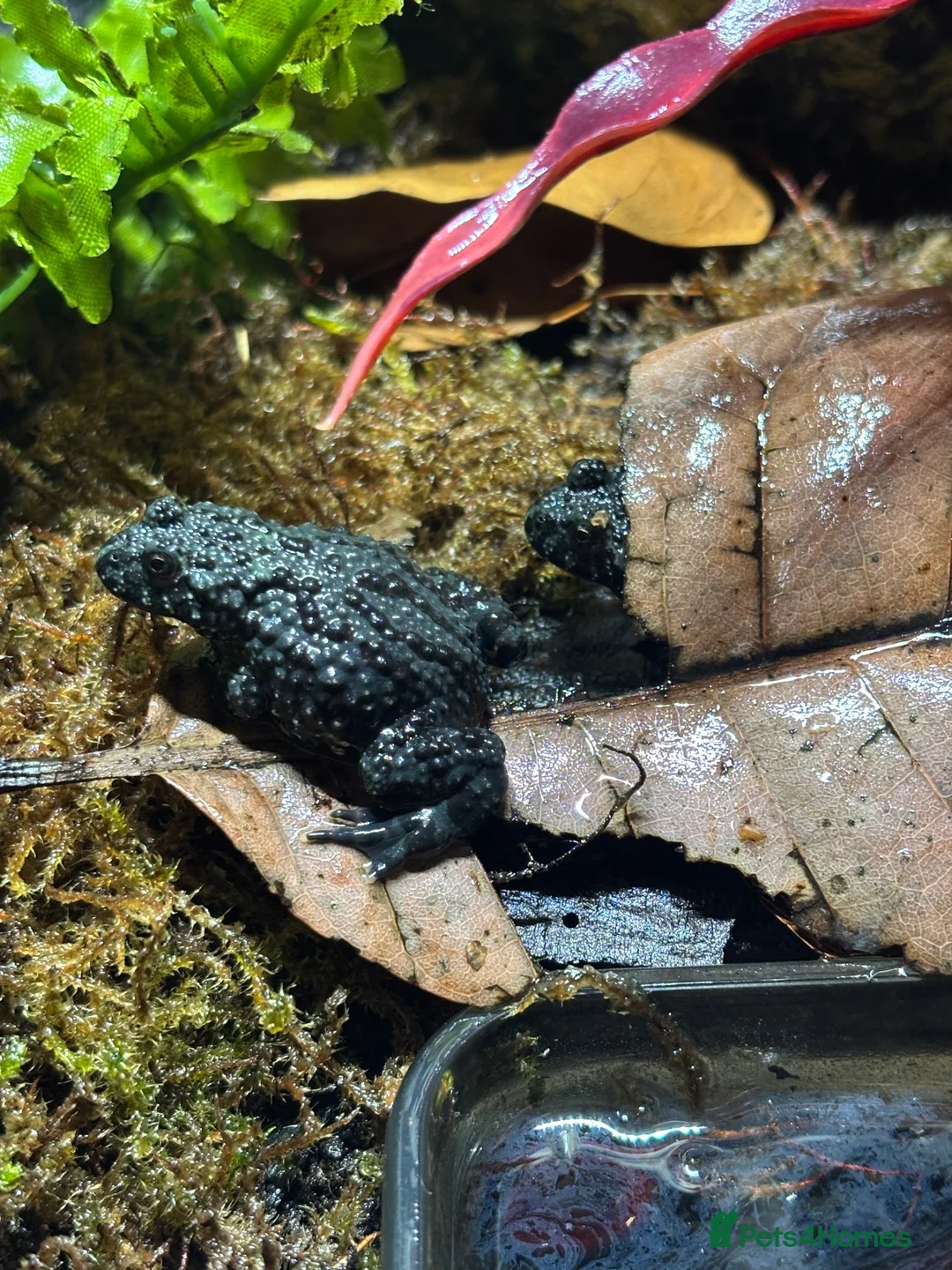 Frog reptiles for sale: Fire bellied frogs plus setup  in Leicester - Advert 2