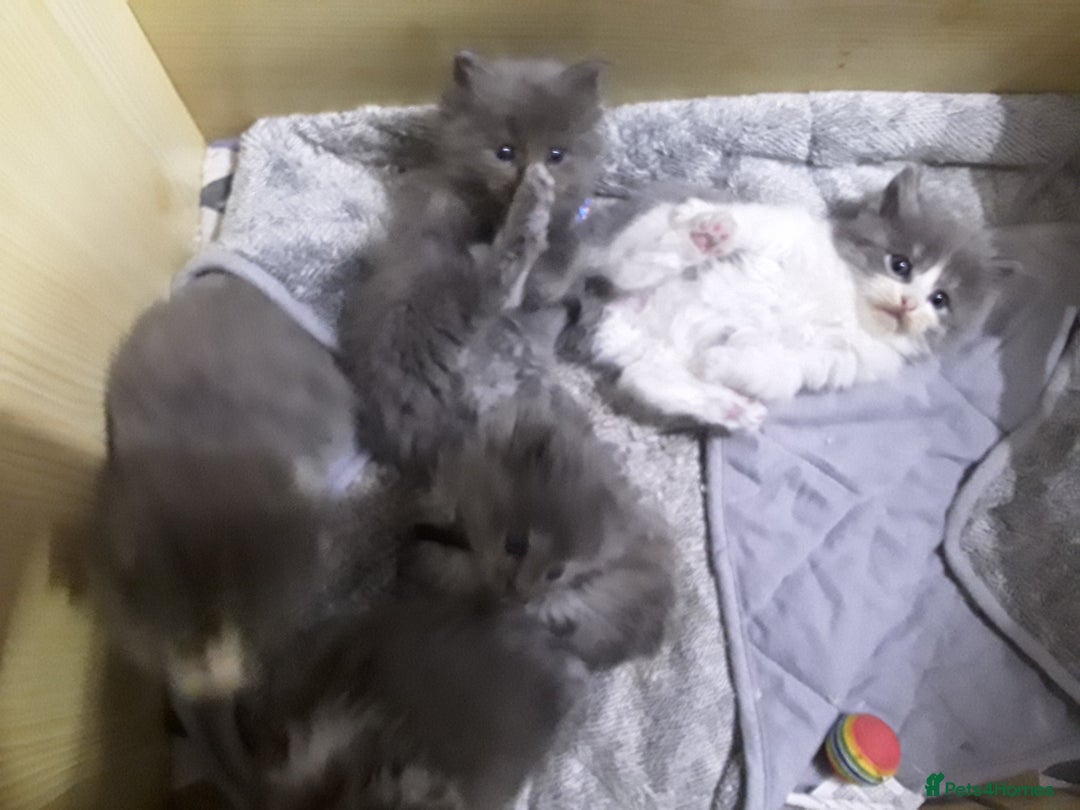 Maine Coon cats for sale: Mainecoon  x ragdolls - Advert 6