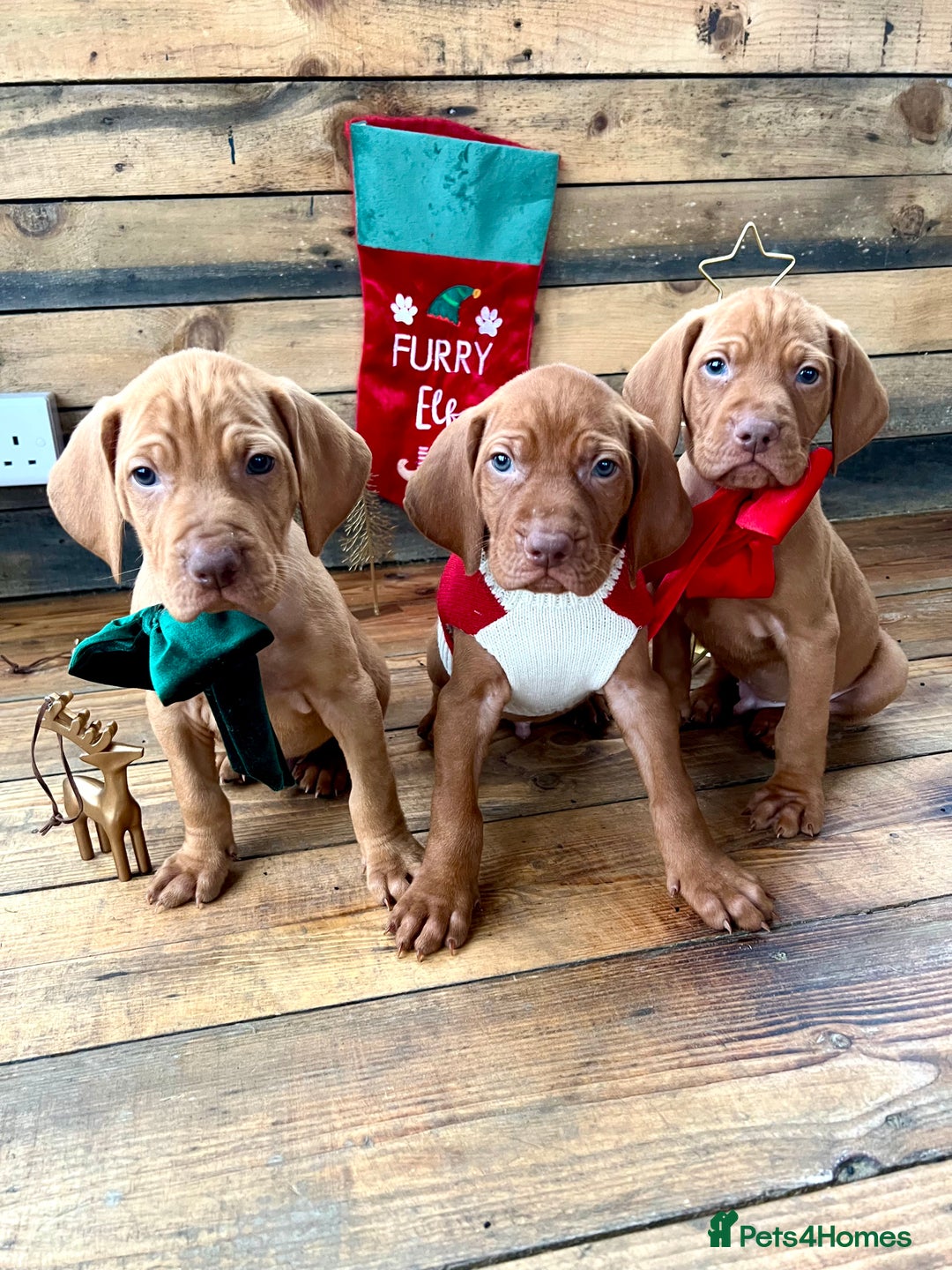 Hungarian Vizsla dogs for sale: Hungarian Vizsla Puppies  - Advert 5