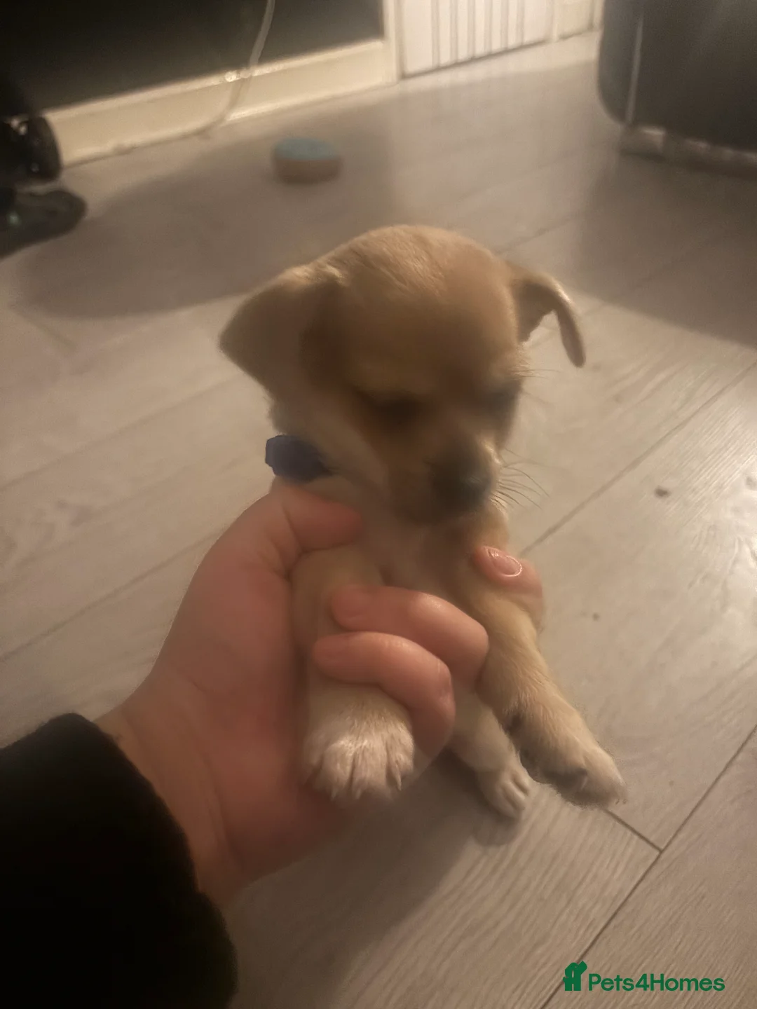 Mixed Breed dogs for sale: Chihuahua boy puppy for sale  - Advert 6