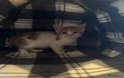 Mixed Breed cats for sale: 3 kittens ready to leave  - Image 4