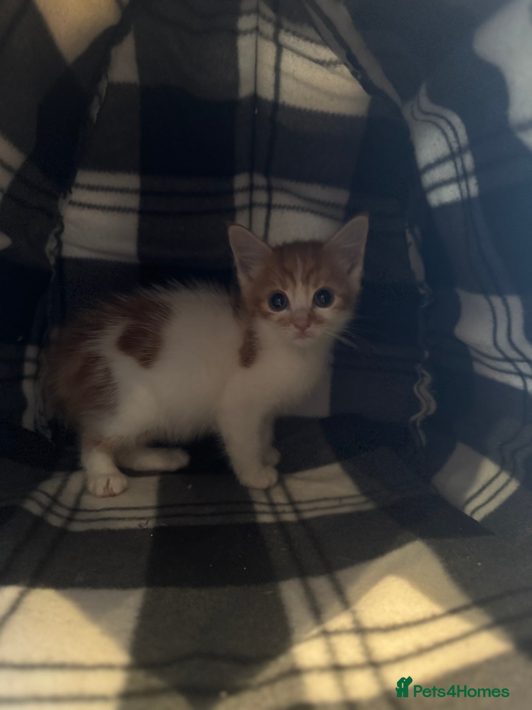 Mixed Breed cats for sale: 3 kittens ready to leave  - Image 4