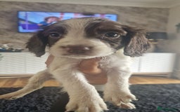 Sprocker dogs for sale: Beautiful litter of sprocker puppies - Image 35