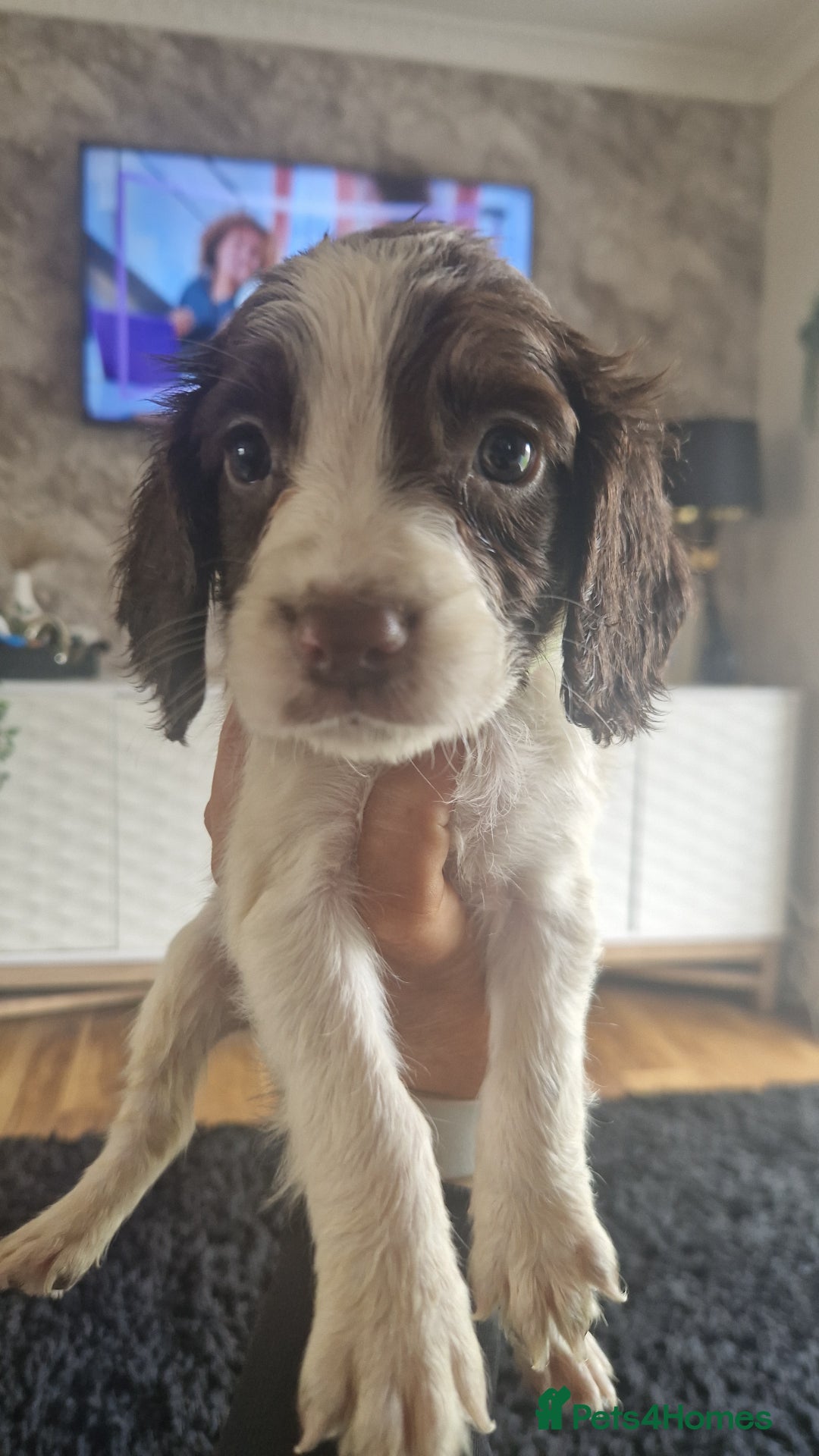 Sprocker dogs for sale: Beautiful litter of sprocker puppies - Image 35