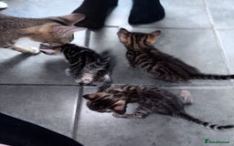 Bengal cats for sale: Bengal Kittens ready to be reserved  - Image 6