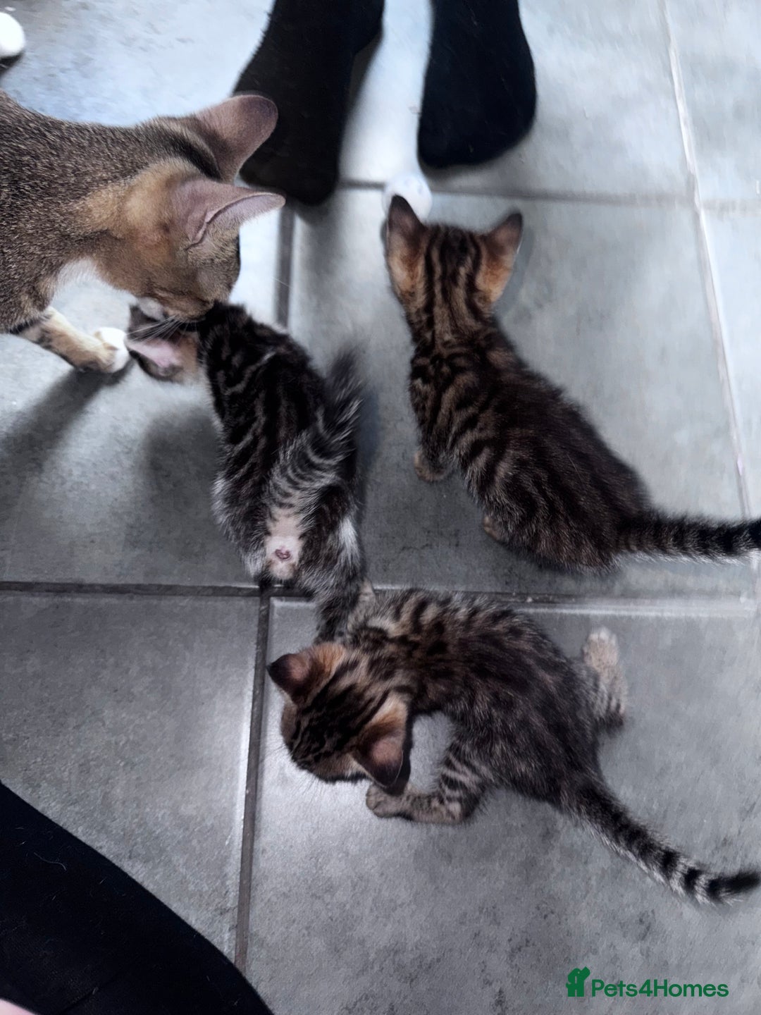 Bengal cats for sale: Bengal Kittens ready to be reserved  - Image 6