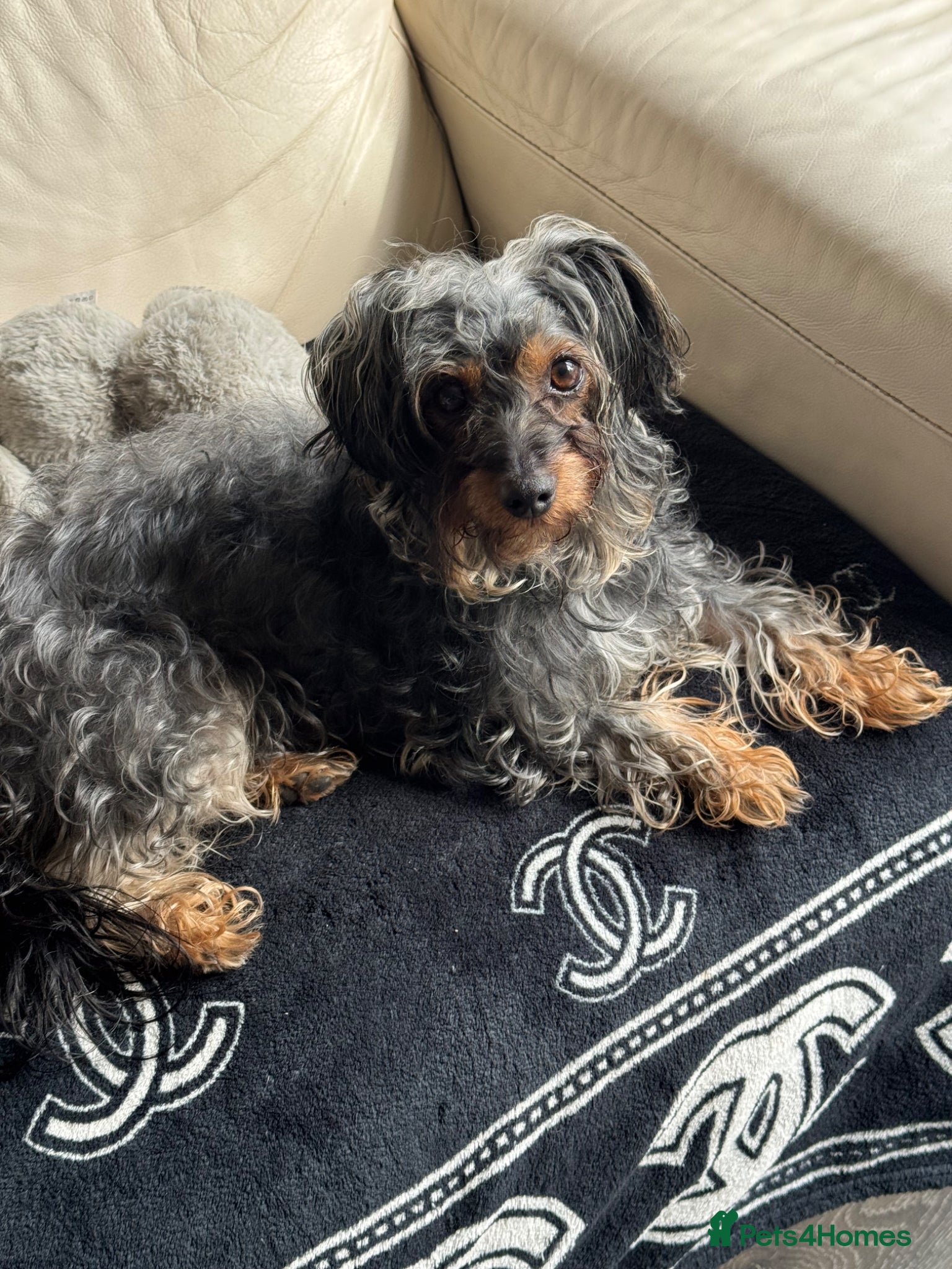 Yorkiepoo dogs Yorkiepoo  - Advert 2