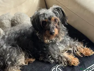 Yorkiepoo dogs Yorkiepoo - Advert 18