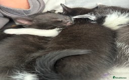 British Shorthair cats for sale: 4 adorable kittens ready for their new home!! - Image 20