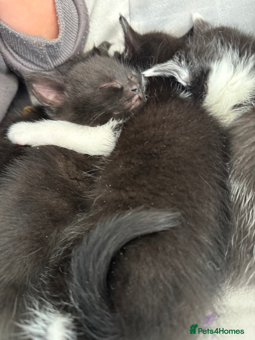 British Shorthair cats for sale: 4 adorable kittens ready for their new home!! - Image 20
