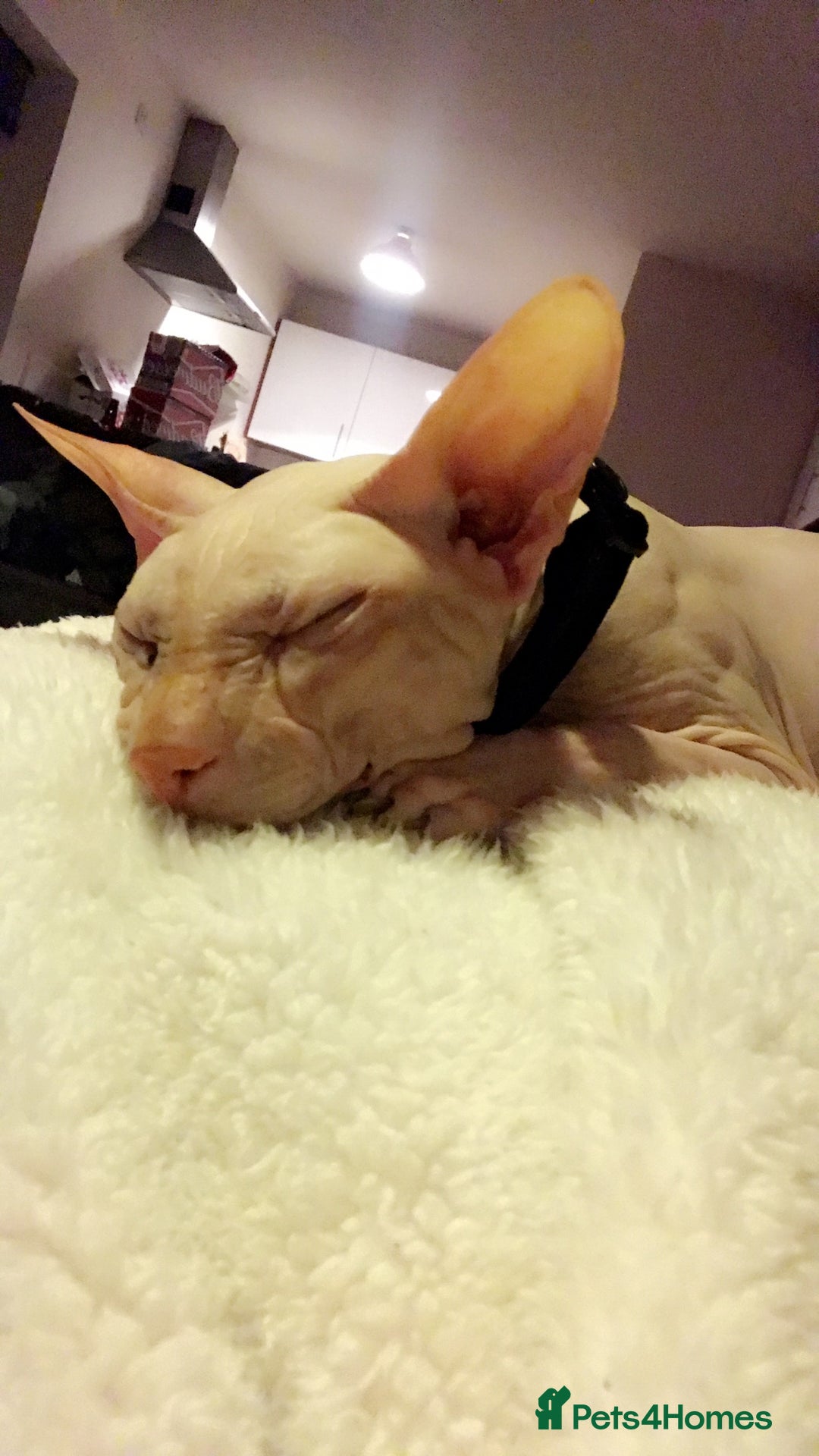 Sphynx cats for sale: 9 year old neutered male Sphynx cat  - Advert 1