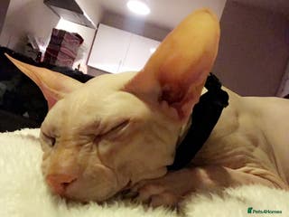 Sphynx cats 9 year old neutered male Sphynx cat - Advert 3