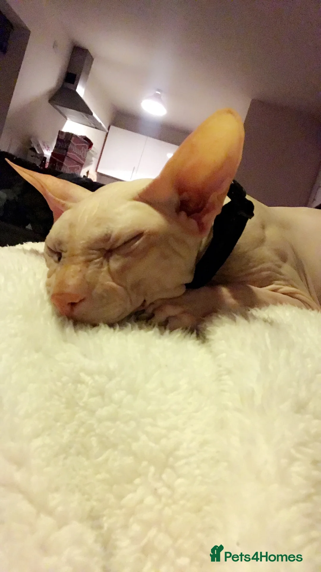 Sphynx cats for sale: 9 year old neutered male Sphynx cat  - Advert 1