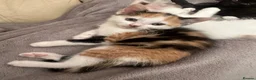 Mixed Breed cats for sale: 3 female kittens 10 weeks old - Advert 10