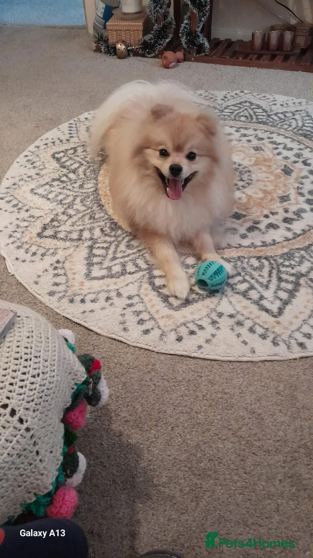 Pomeranian dogs for sale: Pomeranian in Macclesfield - Advert 3