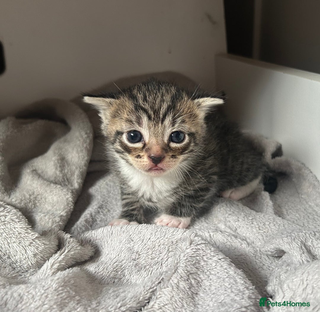 Domestic Shorthair cats for sale: Domestic shorthair - Image 4