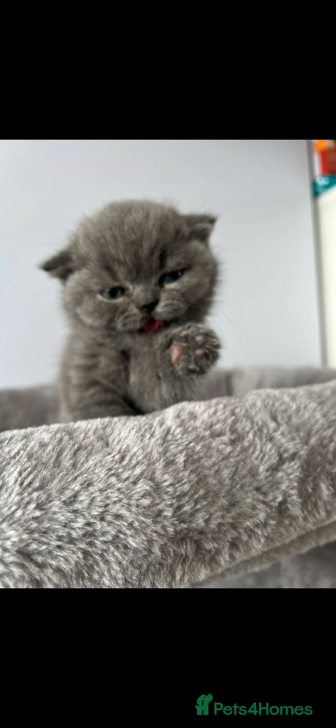 British Shorthair cats for sale: Full British Blue in Reading - Advert 2