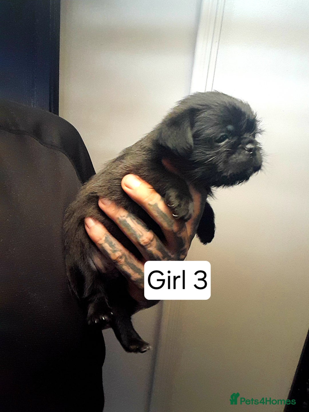 Mixed Breed dogs for sale: Pugzu puppies  - Image 7