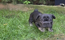 French Bulldog dogs for sale: French bulldog  - Image 7