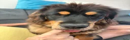 Tibetan Mastiff dogs for sale: Brenda needs a home  in Ashford - Advert 12