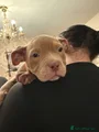 American Bully Puppy 6