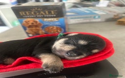 Miniature Schnauzer dogs for sale: Beautiful litter of Miniature Shnauzers  - Image 25