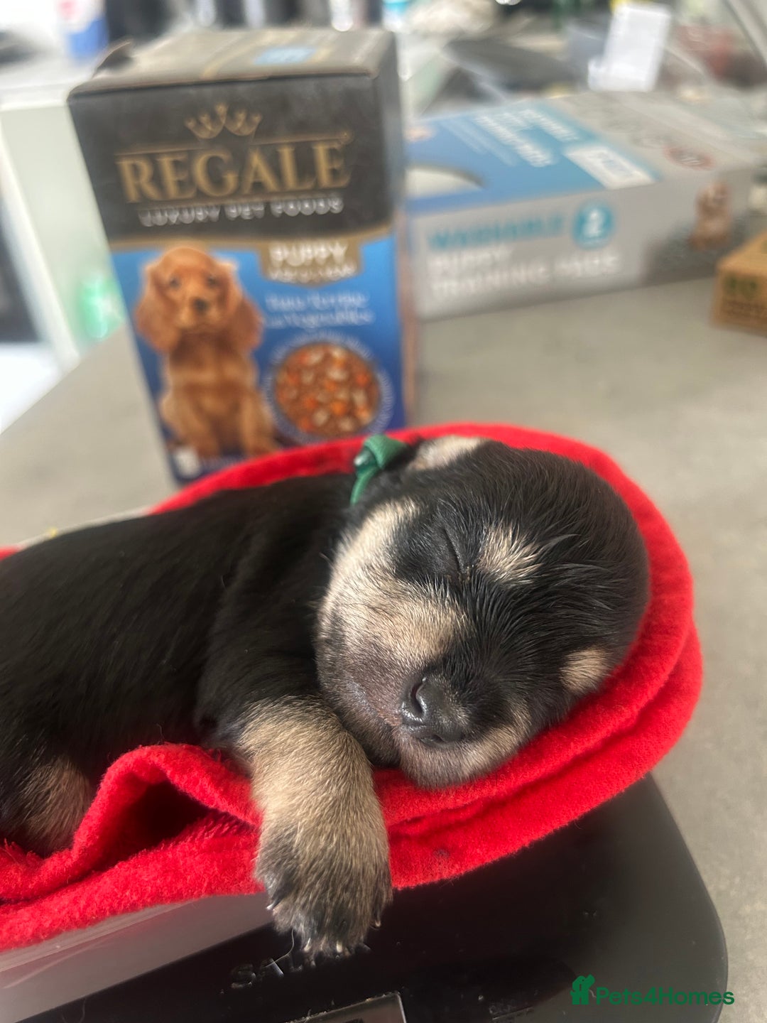 Miniature Schnauzer dogs for sale: Beautiful litter of Miniature Shnauzers  - Image 25
